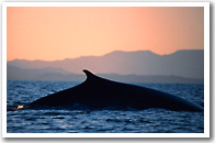 Stop Iceland's Whale Hunt