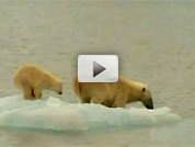 Polar bear video