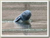 Irrawaddy dolphin peers out of the water