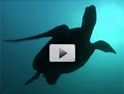 Fish population growth video