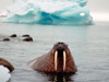 Walrus in the water