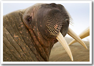 Walrus