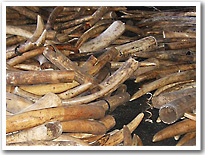 Mass of elephant tusks
