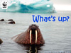 Walrus in the water