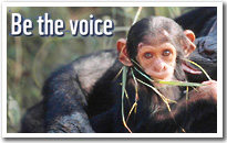 Be the Voice