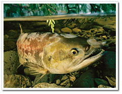 sockeye salmon