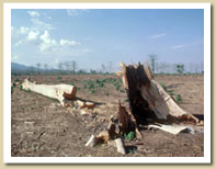 deforestation in Sumatra