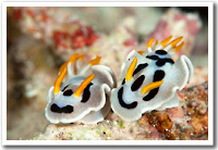 Nudibranchs