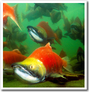 Salmon