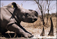 rhino with horns removed