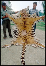 tiger skin