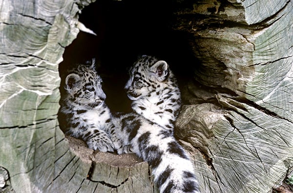 Snow Leopard Photo Gallery | World Wildlife Fund