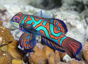 Mandarin fish