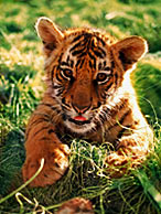 Tiger cub