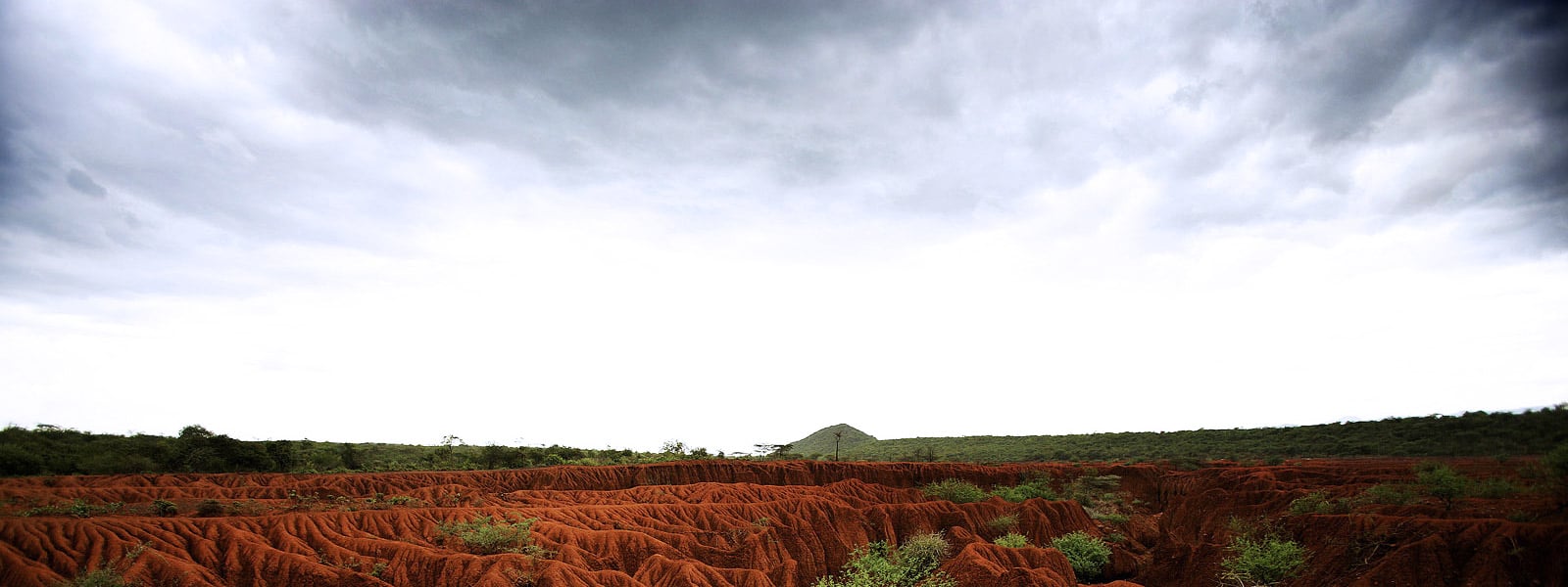 jungle landscape with red, dirt mounds