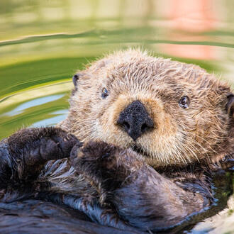 Sea otter closeup of face