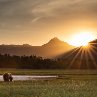 Brown bear waterside with sunset over mountains