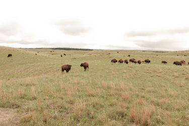 Aerial view of a bison herd on rolling green grasslands