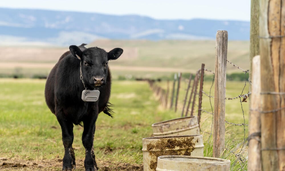 Tech Breakthrough: Virtual Fencing Could Save Wildlife Corridors on the Great Plains