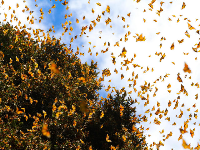 Monarch butterflies in Mexico on the Natural Habitat Adventures trip
